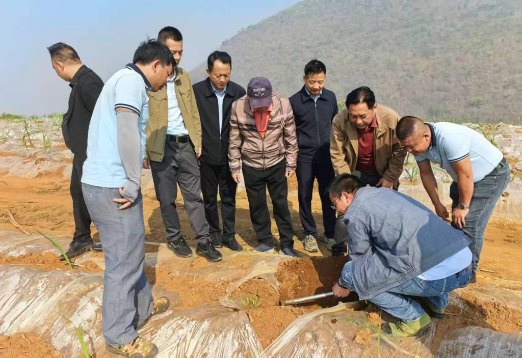 审查新植出苗情形.jpg 审查新植出苗情形.jpg